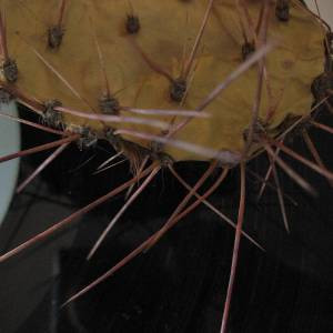 Jeph Jerman — Vinyl cover